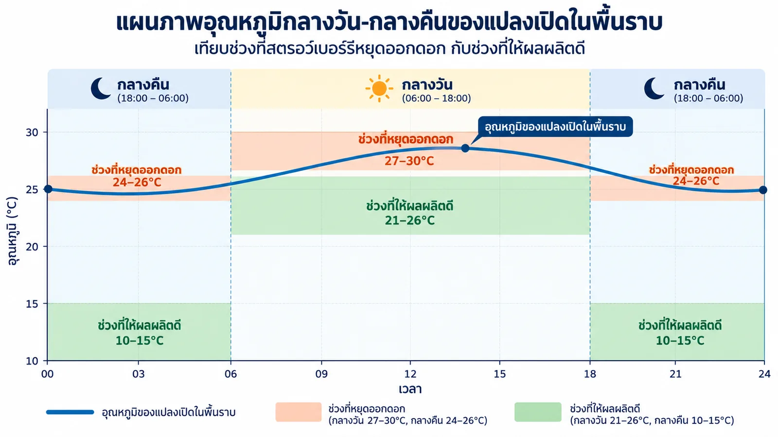 แผนภาพอุณหภูมิ 24 ชั่วโมงของแปลงเปิดในพื้นราบ เทียบกับช่วงที่สตรอว์เบอร์รีหยุดออกดอก กลางวัน 27–30°C กลางคืน 24–26°C และช่วงที่ให้ผลผลิตดี กลางวัน 21–26°C กลางคืน 10–15°C