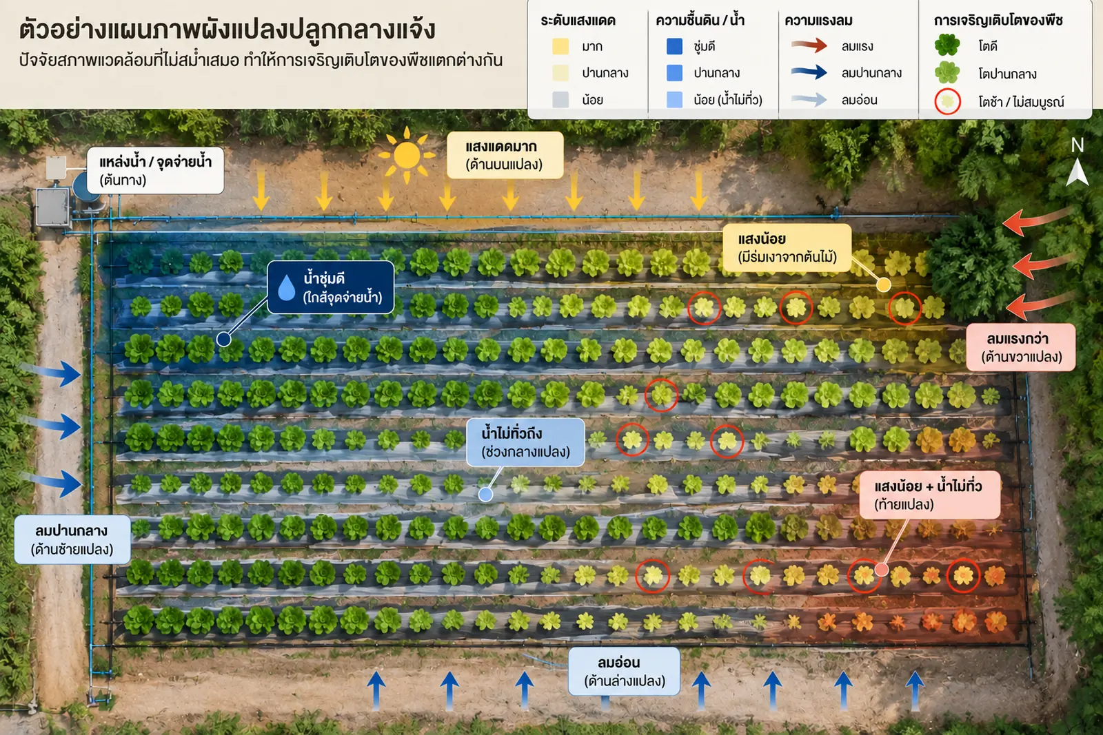 แผนภาพผังแปลงปลูกกลางแจ้งมองจากด้านบน แสดงจุดที่แสงน้อยจากร่มเงาต้นไม้ น้ำไม่ทั่วถึง และลมแรงไม่เท่ากัน ตรงกับตำแหน่งต้นที่โตช้า